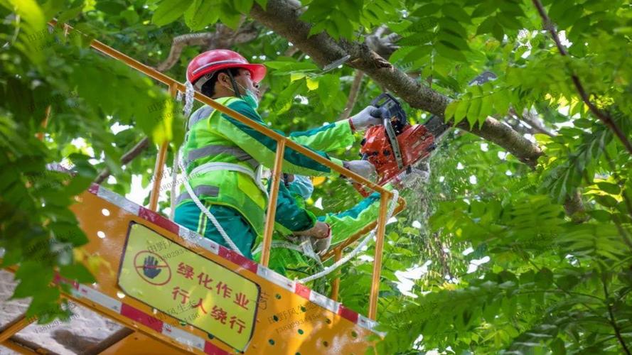 雅安樱花绿化工程项目