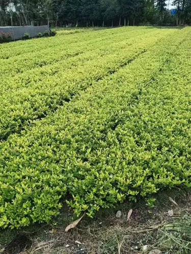 单县老韦庄绿化工程